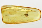 Detailed Fossil True Midge (Chironomidae) w/ Bubbles in Baltic Amber #343381-1